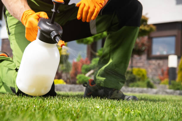 Best Mosquito Control Services  in Morton, PA