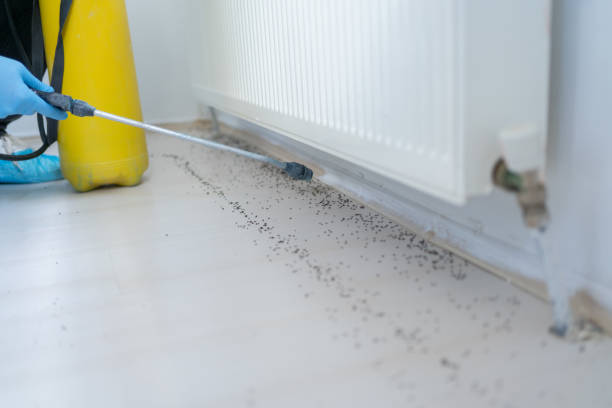 Best Emergency Pest Control  in Morton, PA